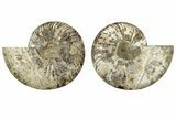 Cut & Polished, Agatized Ammonite Fossil - Madagascar #233768-1